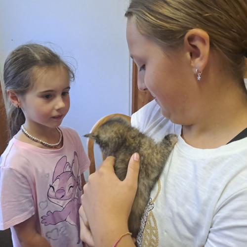 Referat Babykatzen, Flirsch