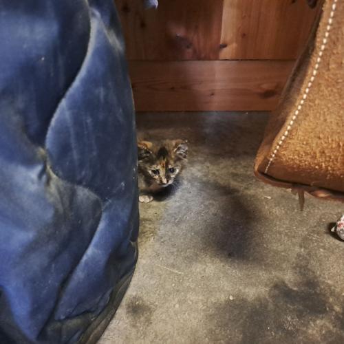 Referat Babykatzen, Flirsch